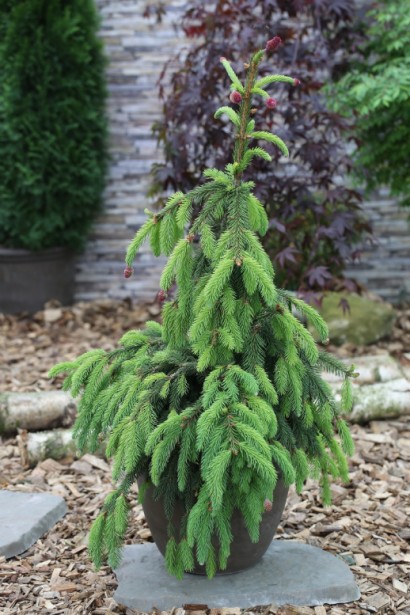 Ель европейская Акрокона саженец в контейнере